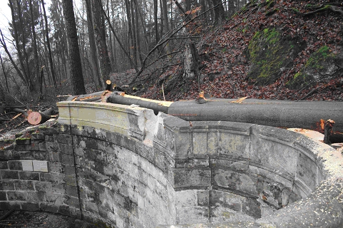 beech tree and damaged balustrade 1