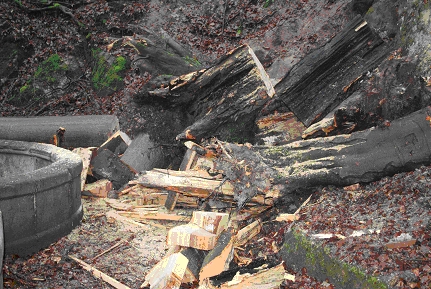 beech tree and damaged balustrade 2