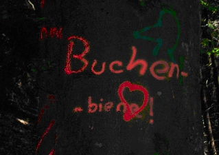 Buchen Biene: Buche