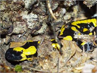 Feuersalamander