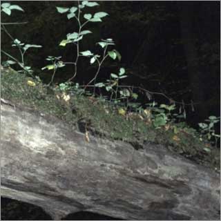 Pilz